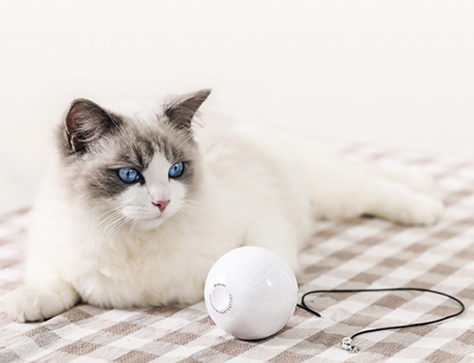 Cat Toy Wand - Essential Accessories for Cats